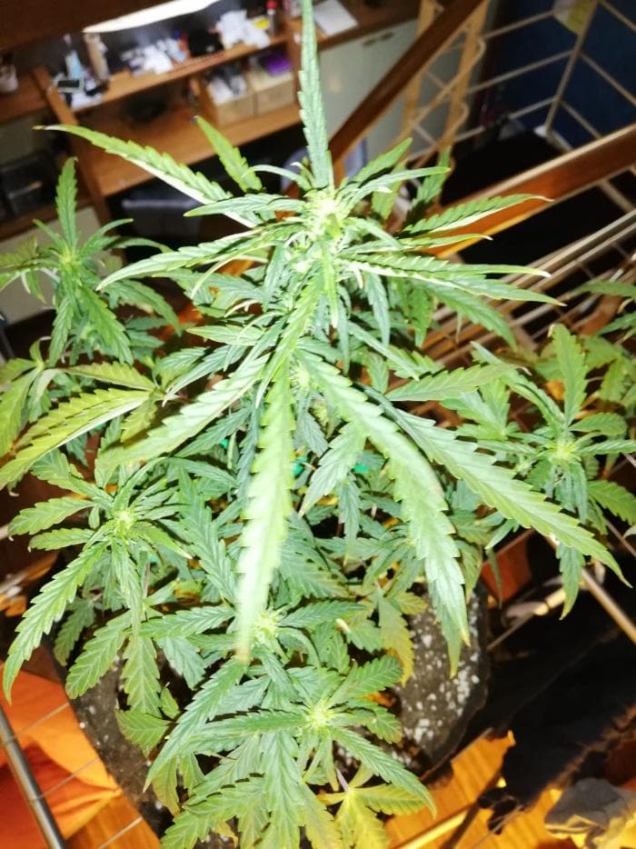 WhatsApp Image 2021-02-08 at 12.15.34 (1).jpeg